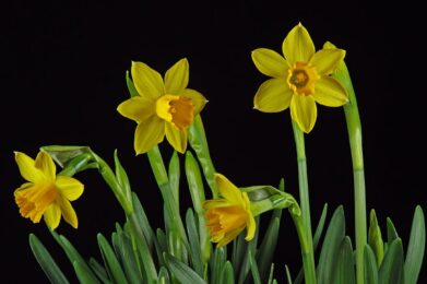 daffodil, flower background, easter bell-7891509.jpg